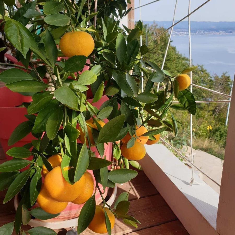 Mary'S Garden Villa Tulisevica Exterior photo